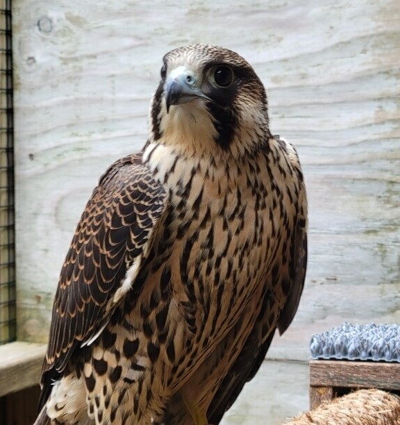 Apollo - Peregrine Falcon