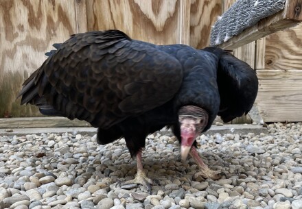 turkey vulture