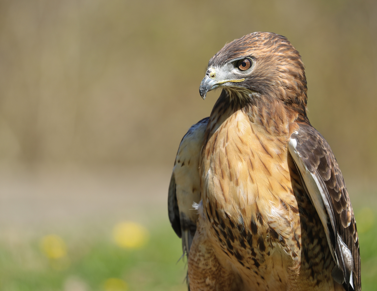 Lazarus the hawk