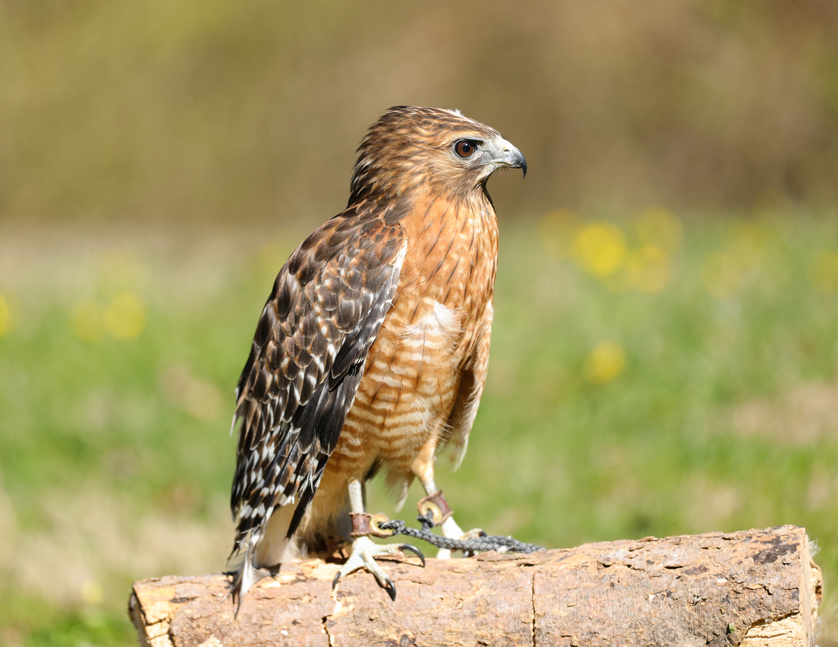 Ruby the hawk