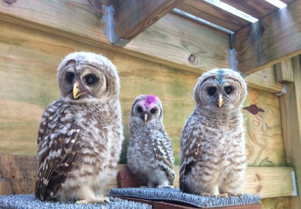 3 young barred owls