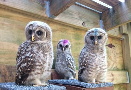 3 young barred owls